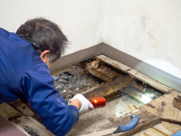 Best Residential Mold Remediation in Ocean City, NJ
