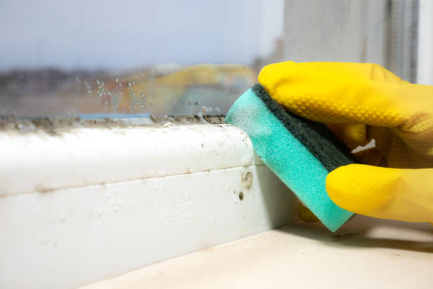 Best Post-Flood Mold Remediation in Ocean City, NJ