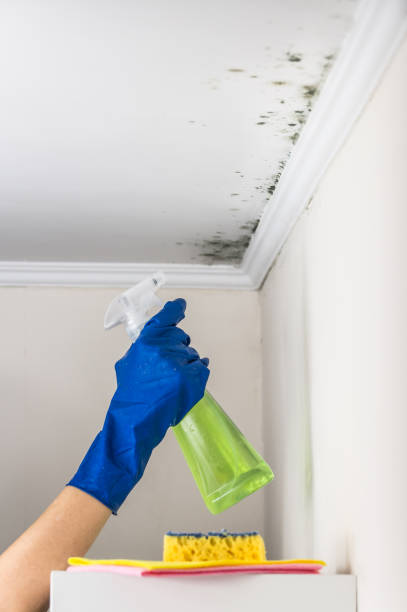 Best Residential Mold Remediation in Ocean City, NJ